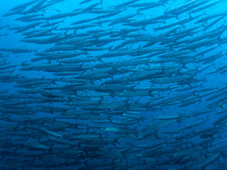Chevron Barracuda - Sphyraena qenie