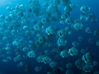 Fototapeta na wymiar Longfin Batfish - Platax teira