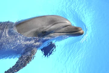 Muurstickers Dolfijn © kuzeayo