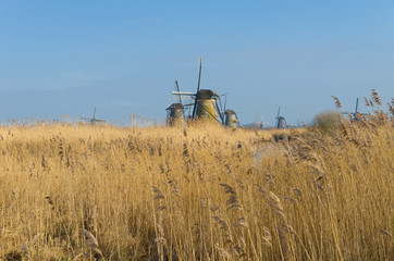 Fototapeta premium dutch windmills