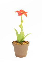 flower in flowerpot on white