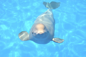White whale