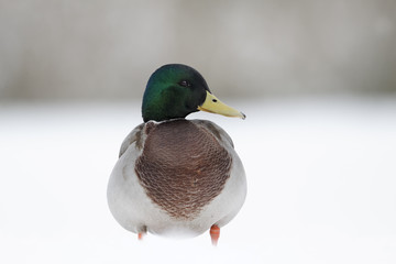 Mallard, Anas platyrhynchos, male in snow,