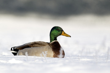 Mallard, Anas platyrhynchos, male in snow,