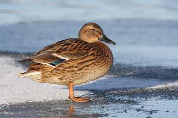 Mallard, Anas platyrhynchos, 