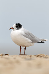 Mediterranean gull, Larus melanocephalus
