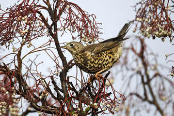 Mistle thrush, Turdus viscivorus feeding rowan berries