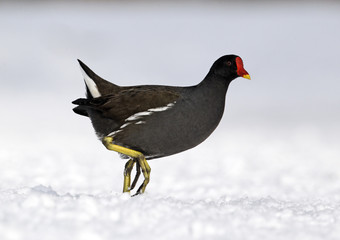 Moorhen, Gallinula chloropus, single bird in snow