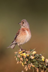 Linnet, Carduelis cannabina, single male