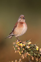 Linnet, Carduelis cannabina, single male