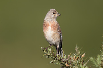 Linnet, Carduelis cannabina, single male