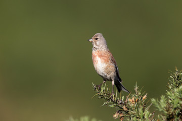 Linnet, Carduelis cannabina, single male