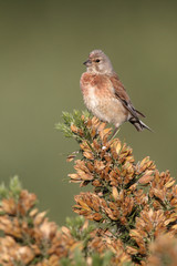 Linnet, Carduelis cannabina, single male