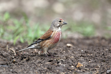Linnet, Carduelis cannabina, single male
