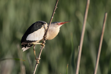 Little bittern, Ixobrychus minutus, single male