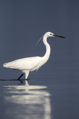 Little egret, Egretta garzetta,