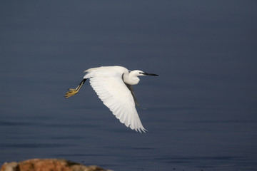 Little egret, Egretta garzetta,