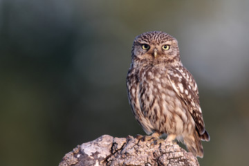 Little owl, Athene noctua,
