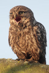 Little owl, Athene noctua,