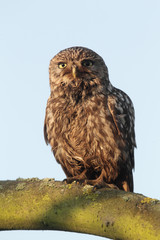 Little owl, Athene noctua,
