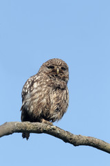 Little owl, Athene noctua,