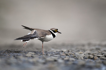 Little-ringed plover, Charadrius dubius