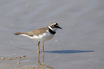 Little-ringed plover, Charadrius dubius, 