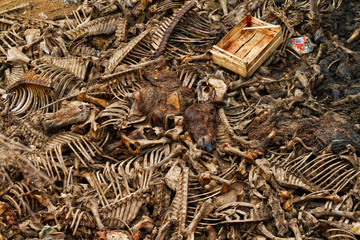 Mammals body bones. Animal graves pollution.