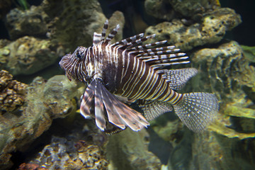 Lionfish - warrior.