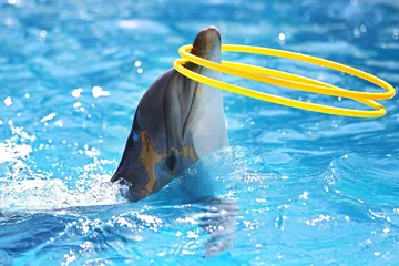 Foto op Plexiglas Dolfijn met een hoelahoep © kuzeayo