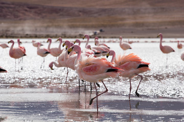 Flamingos on lake in Andes, the southern part of Bolivia