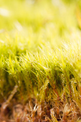 Fresh green moss closeup