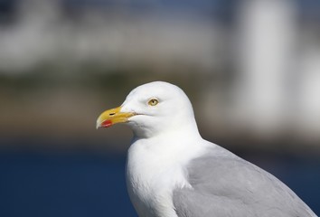 portrait de goéland