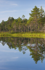 Obraz premium Tree reflections and forest