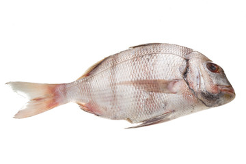 Raw porgy