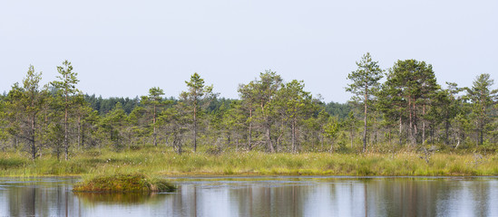 Trees in mars behind a lake