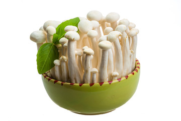 Japan mushroom Shimeji