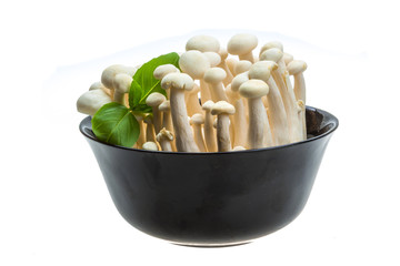 Japan mushroom Shimeji