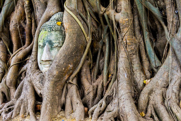 stone buddha head in the tree roots, Ayutthaya is old capital of