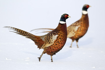 Pheasant, Phasianus colchicus, male in snow