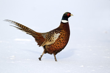 Pheasant, Phasianus colchicus, male in snow