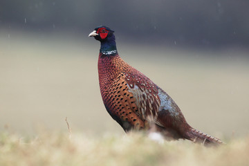 Common pheasant, Phasianus colchicus,  male