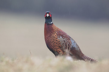Common pheasant, Phasianus colchicus,  male