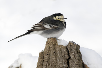 Pied wagtail, Motacilla alba yarrellii,