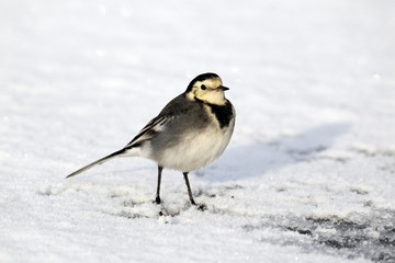 Pied wagtail, Motacilla alba yarrellii,