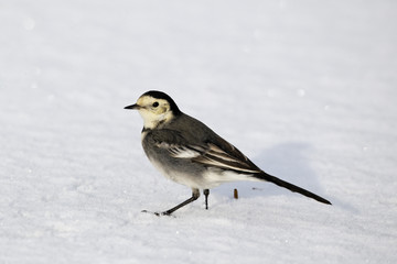 Pied wagtail, Motacilla alba yarrellii,