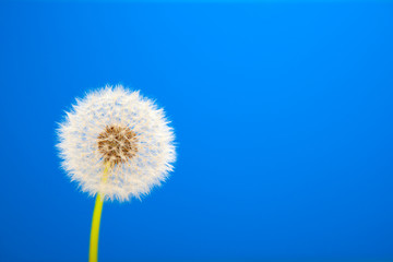 dandelion on blue background