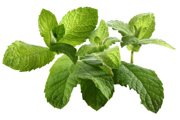 fresh plant of mint