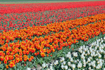 white, orange and red tulips on dutch fields