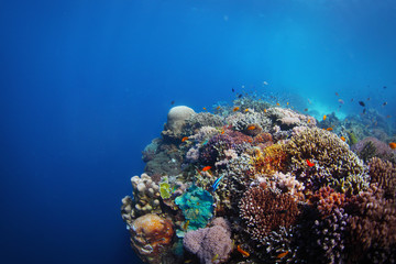 Reef